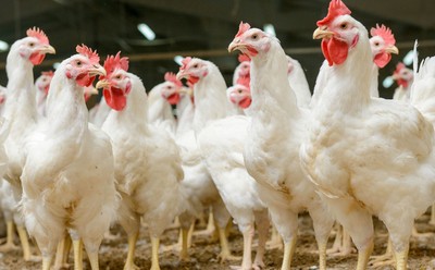 Branża drobiarska o propozycjach zmian w ustawie o ochronie zwierząt: 'To doprowadzi nas do upadku'