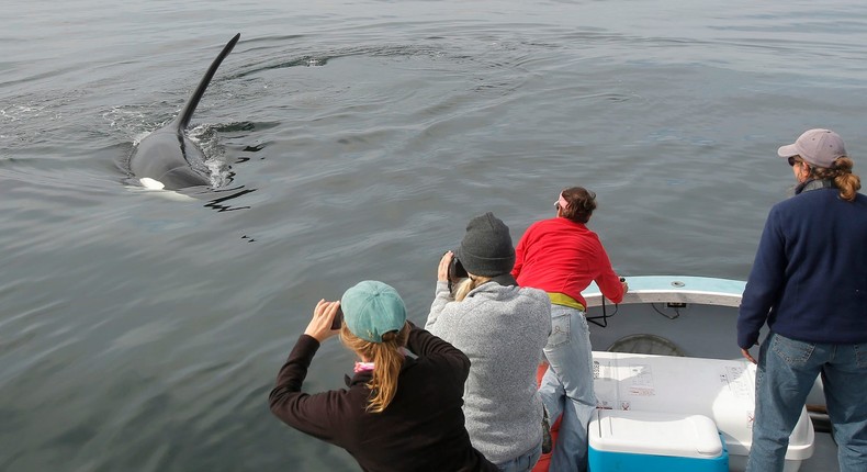 Orca whales are curious animals that will approach your boat.Portland Press Herald / Contributor / Getty Images