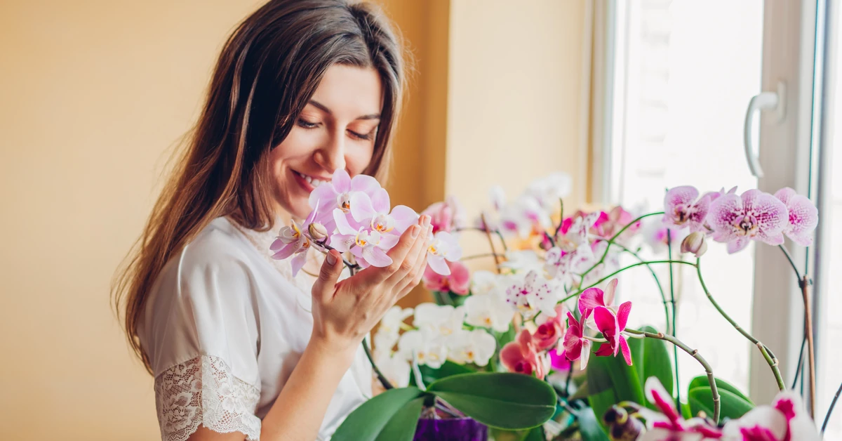 Jak rozmnożyć storczyki w domu bez wydawania pieniędzy? Wypróbuj ten sposób