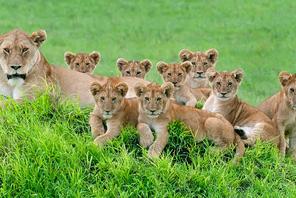 Say Cheese: The Perfect Lion Family Portrait