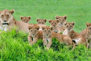 Say Cheese: The Perfect Lion Family Portrait