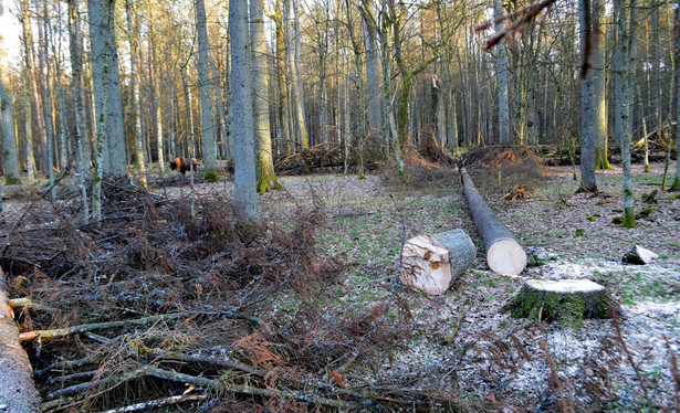 Przedstawiciele świata nauki przypomnieli, że "Puszcza Białowieska to tylko 3,4 proc. naszych zasobów leśnych".