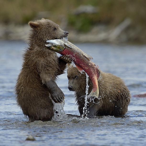 Niedźwiedzie grizli od małego uczą się łowić łososie. Taka nauka jest okazją do świetnej zabawy, bo przez pierwsze dwa lata życia opiekuje się nimi mama i to ona zdobywa dla nich jedzenie
