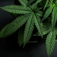 Kannabisz a rák ellen? Feltételezett előnyök, objektív hatások és mellékhatások