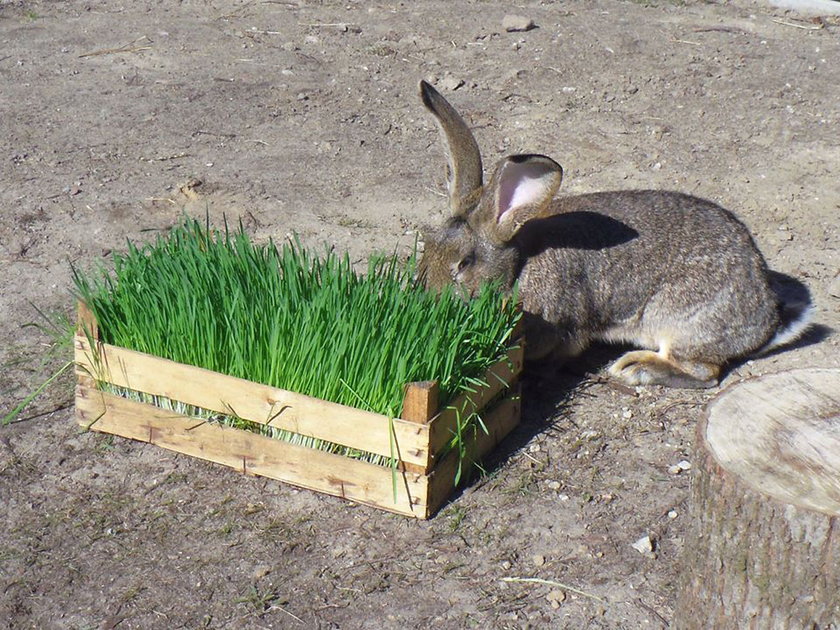 Poznaniacy wybrali imiona dla królików ze Starego Zoo