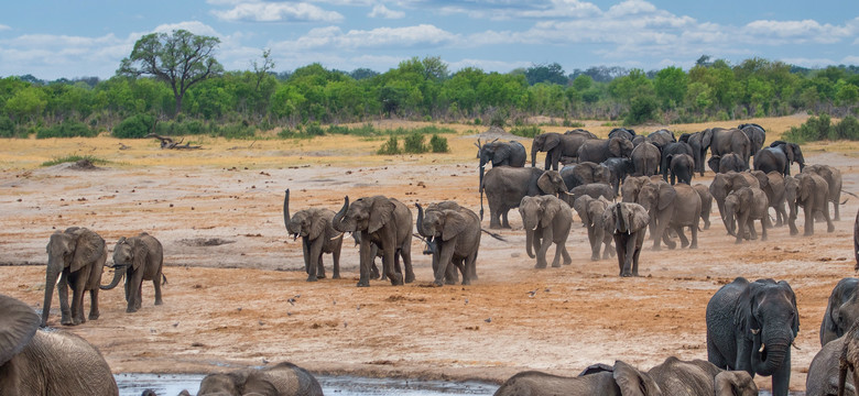 160 słoni padło w ciągu kilku tygodni. Co zabija zwierzęta?