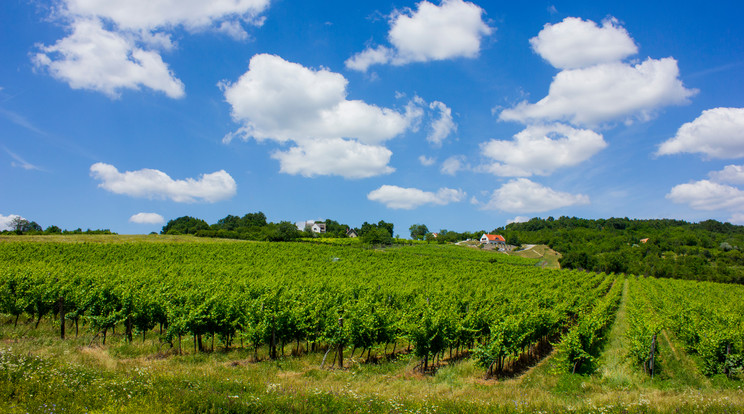 A Balaton-felvidék a fehérboroknak, kiemelten a Chardonnay-nak nagyon kedvező vidék / Fotó: Shutterstock  