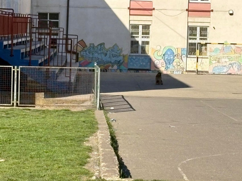 pas lutalica kod ulaza u školu