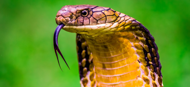 Człowiek zagryzł węża