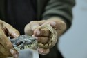 Karłowaty boa dusiciel tropidophis cacuangoae odkryty w Amazonii