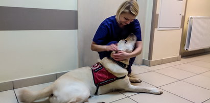 Niesamowite! Ten pies pomaga lekarzom walczącym z COVID-19 w jarocińskim szpitalu
