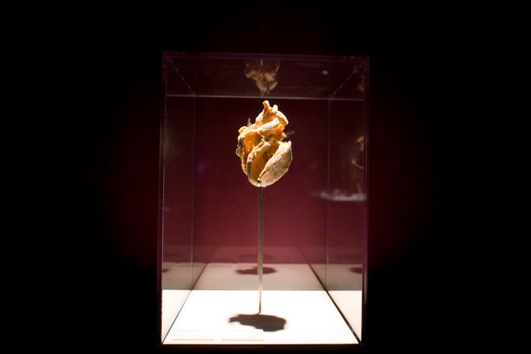 Wszystkie preparaty pokazywane na wystawie pochodzą z zakładu plastynacji w chińskim mieście Dalian