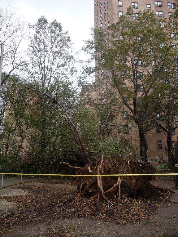 ozdobińska Skutki huraganu Sandy drzewo z korzeniami do tekstu