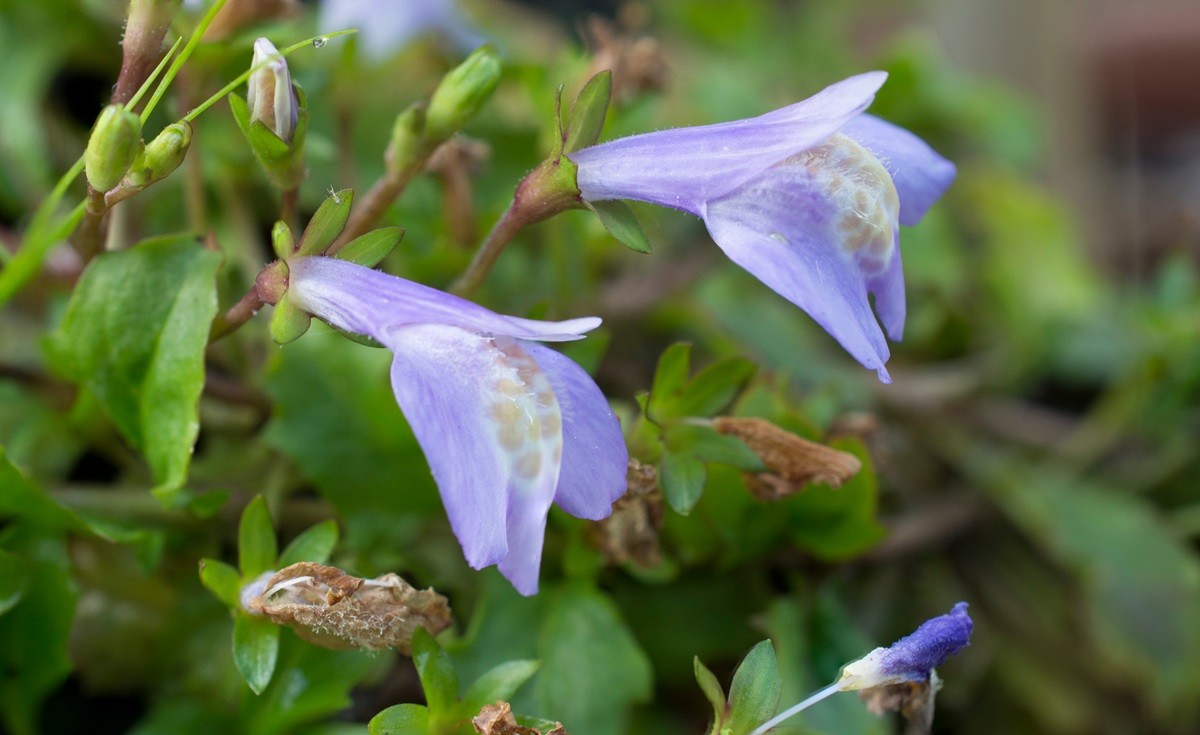 Mazus płożący purple i alba - niebieskie i białe kwiaty - uprawa, storczyk w ogrodzie