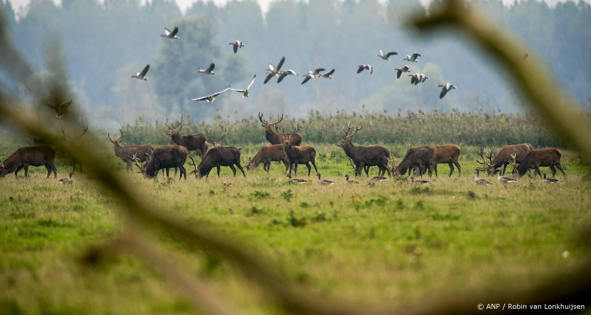 RvS: Flevoland moet edelherten-onderzoek aanvullen