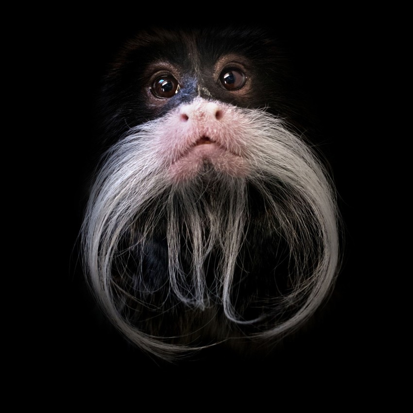 Simpatično majmunče ne deluje tako bezazleno kada se posmatra u tami