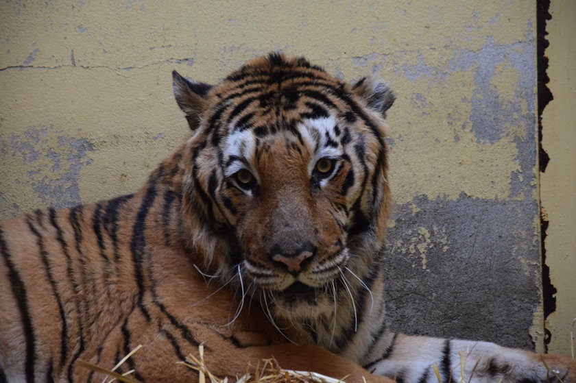 Posłowie w zoo