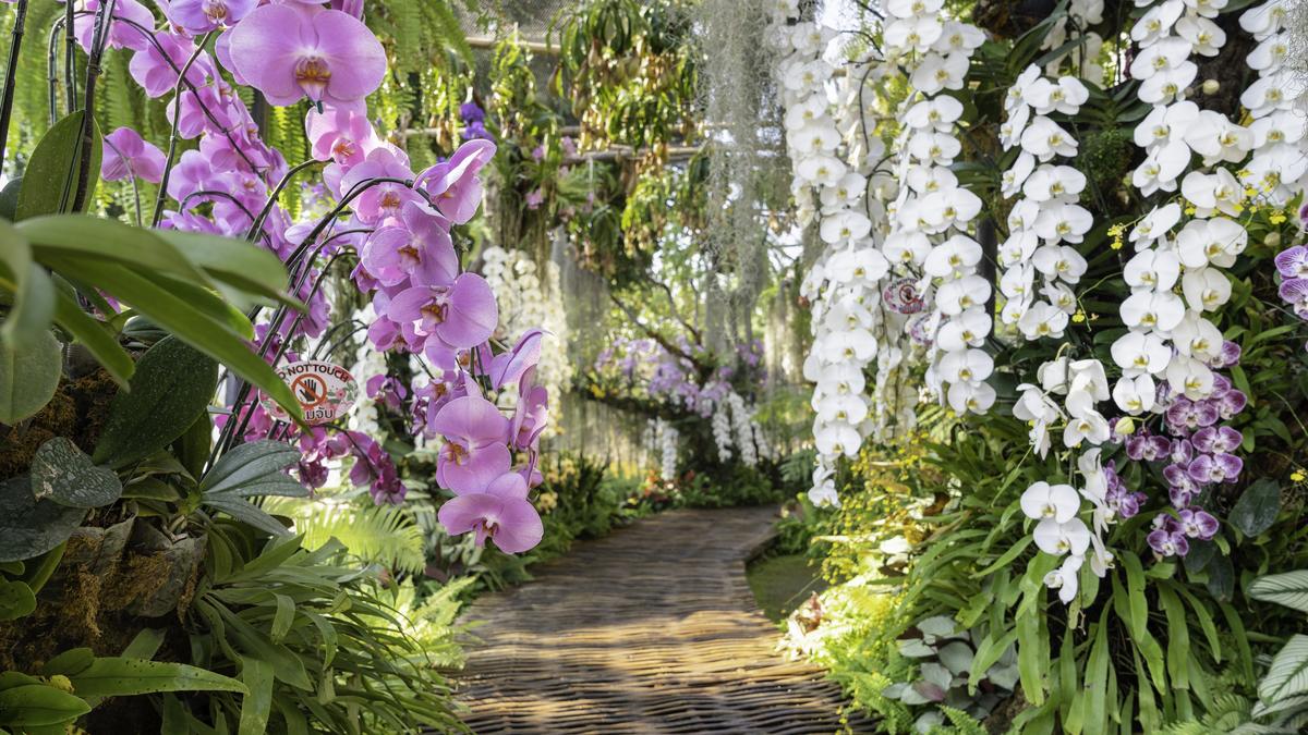 Kertész ismerősömtöl lestem el: öntsd ezt a házi oldatot az orchideádra, 10 nap múlva elképesztő látvány fogad