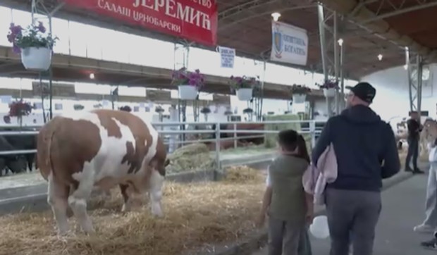 Najteži bik Jablan od 1830 kilograma,  zvezda sajma u Novom Sadu