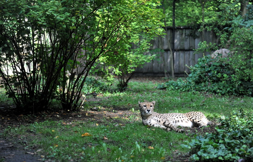 zaloty łódzkich gepardów w ZOO