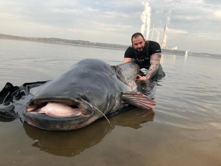 Sum gigant złowiony!