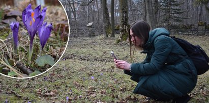 Wiosna przybyła do Tatr. Krokusy zakwitły wcześniej niż przewidywano