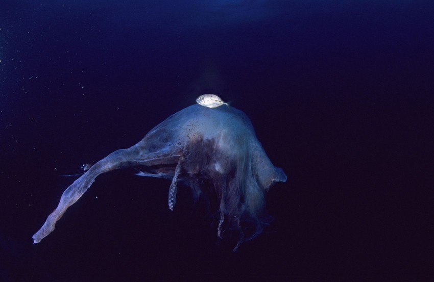 Ženka i mužijak (malo belo stvorenje na slici) hobotince prekrivača