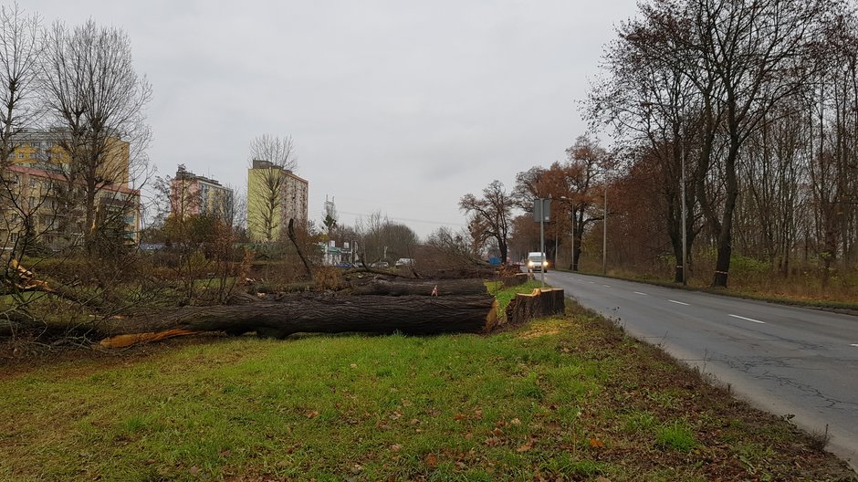 Wycinka drzew przy ul. Walczaka