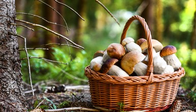 Duszone pulpety w sosie grzybowym. Smak tradycji na rodzinnym stole