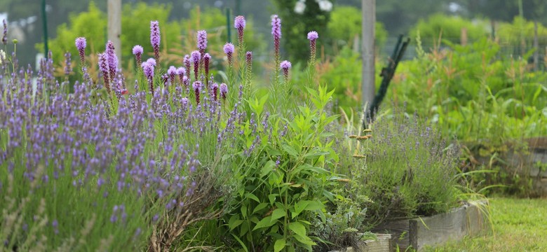 Co będzie modne w ogrodach w 2026 roku? Najnowsze trendy ogrodowe