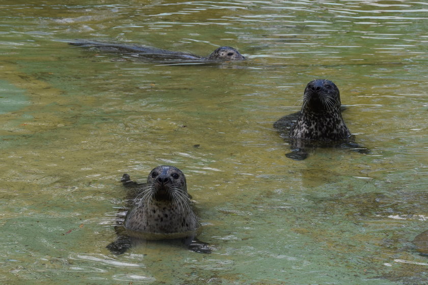 Weekendowe atrakcje w poznańskim Zoo