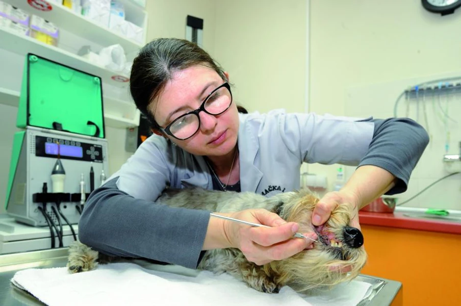 Čak 80 odsto pasa starijih od osam godina ima potrebu za zubarskom pomoći