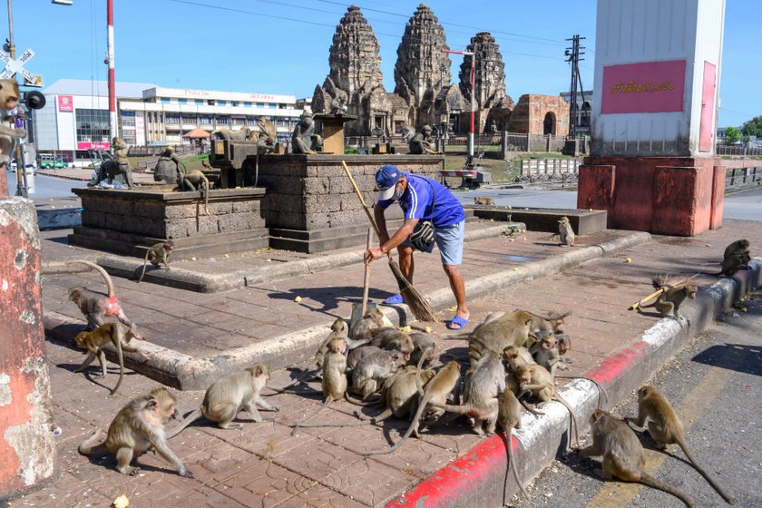 Małpy sieją postrach w tajskim Lopburi