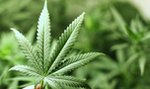 Marihuana będzie legalna? Trybunał konstytucyjny wyda wyrok 