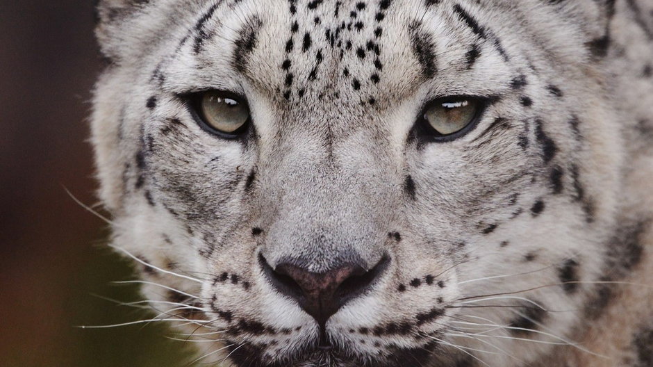 Nie żyje pantera śnieżna z warszawskiego zoo. Była zakażona COVID-19