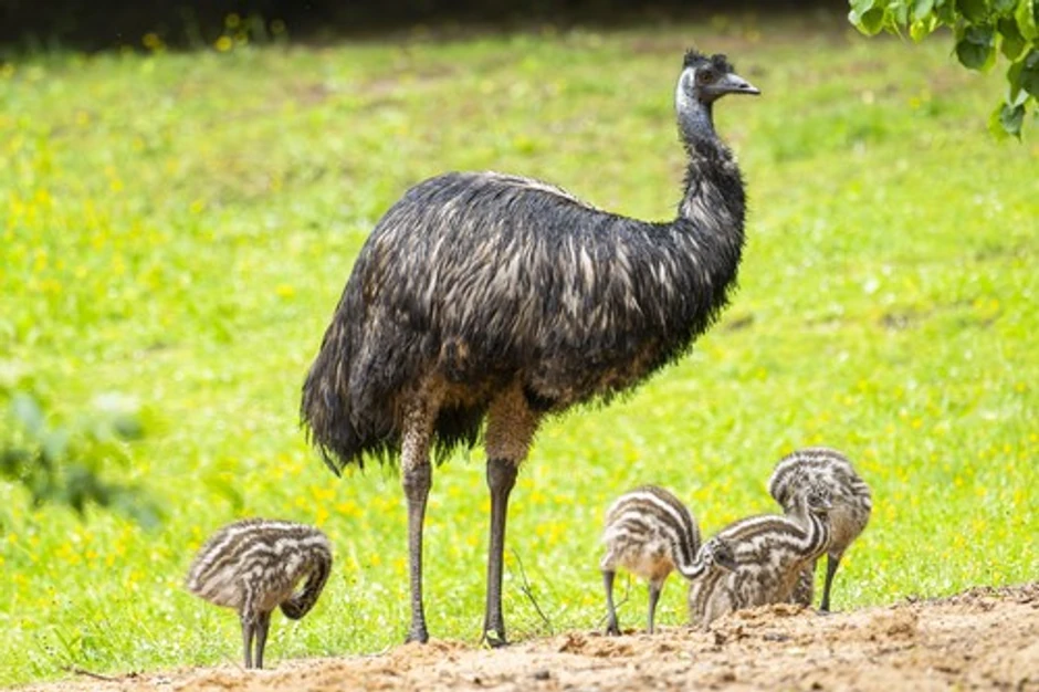 Emu