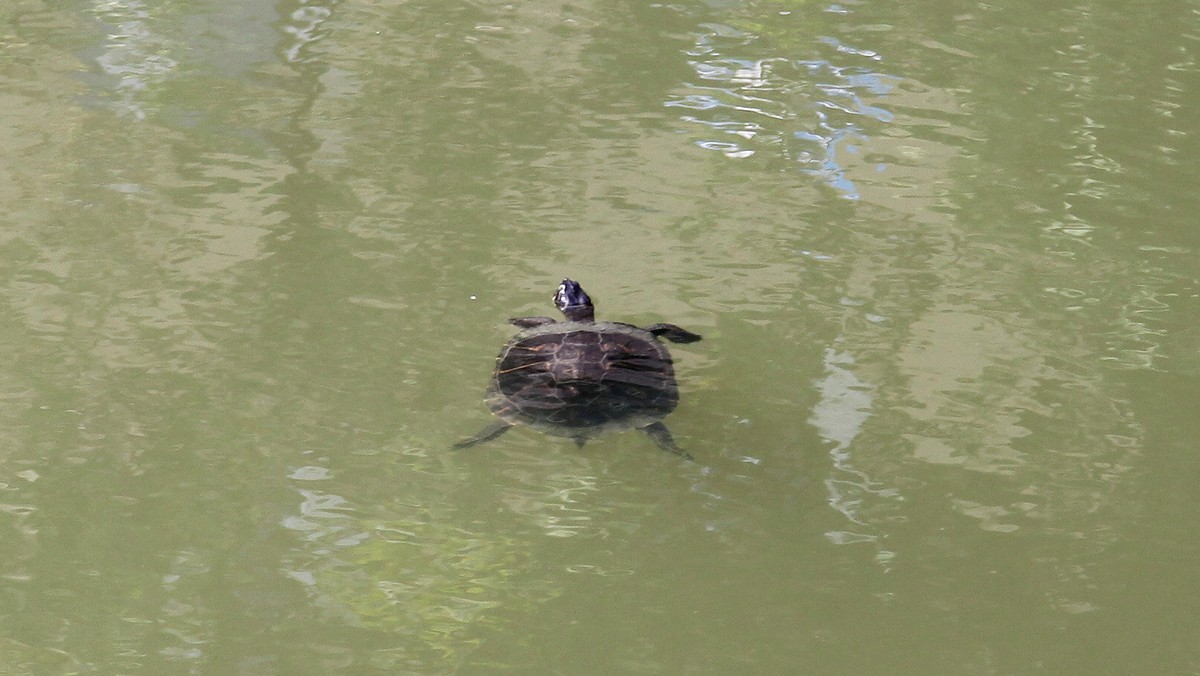 Na plaży w Boca Raton na Florydzie znaleziono schorowanego żółwia morskiego. Zaopiekował się nim lokalny rezerwat przyrody Gumbo Limbo Nature Center. Niestety zwierzęcia nie udało się uratować. W mediach społecznościowych opublikowano informację, że w żołądku żółwia znaleziono 104 kawałki plastiku.