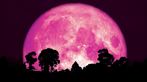 Wyjątkowe zjawisko! Truskawkowy Księżyc. Co to jest i jak go zobaczyć?