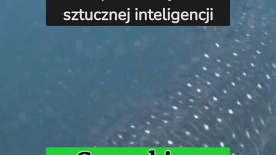 Czy rekiny śpią? Odpoczywają w unikalny sposób