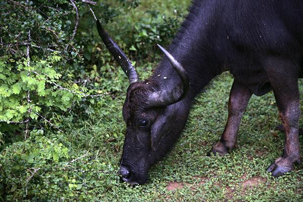 Galeria Sri Lanka - bogactwo fauny i flory, obrazek 22