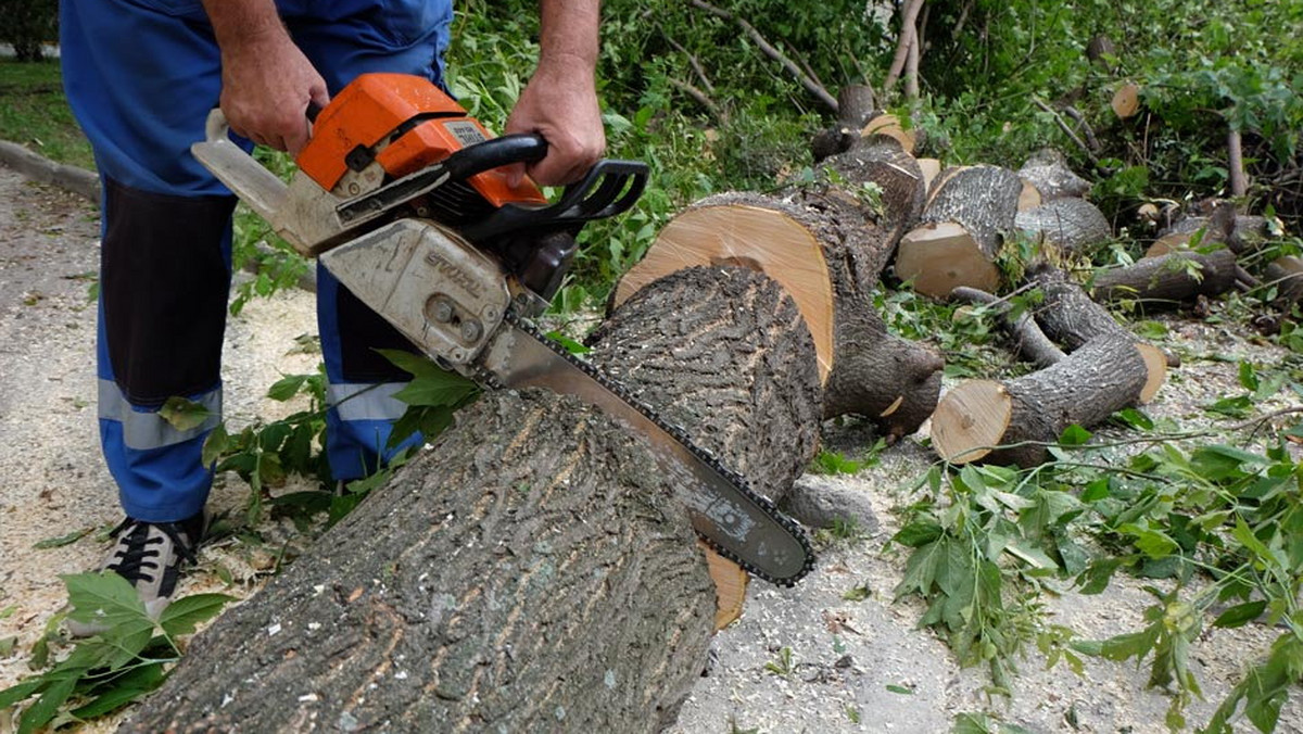Chorzów: deweloper wytnie ponad 1300 drzew przy Parku Śląskim