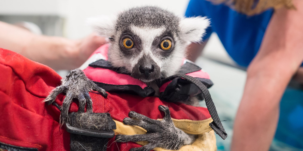 Lemur Julian rehabilitowany po operacji 