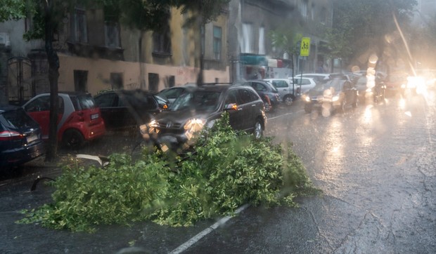 grana drveta pala na ulicu