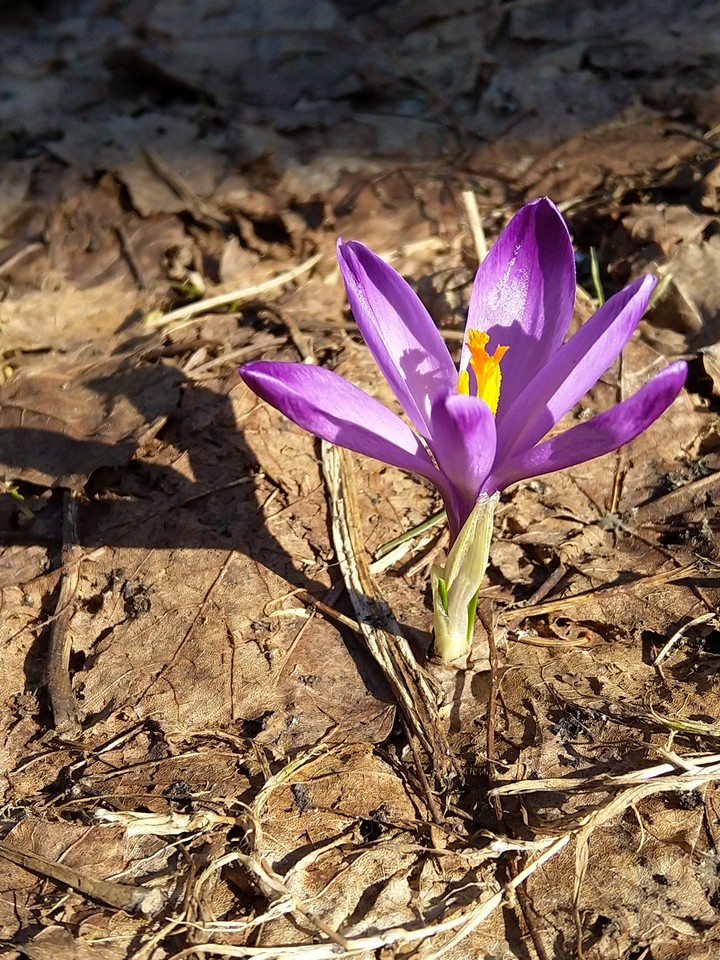 Krokusy w Tatrach