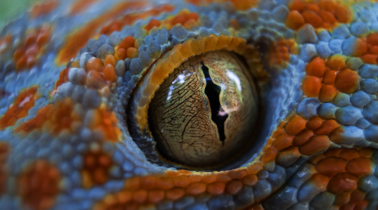 A pöttyős gekkó vagy más néven tokee-gekkó (Gekko gecko) szeme erős fényben. A tokee az egyik legnagyobb termetű gekkó faj, testhossza 18–36 cm. Testének színezete nagyon jellegzetes, más fajjal nemigen lehet összetéveszteni. Alapszíne kék (egyes egyedeknél szürkéskék, másoknál élénk kék), és egész testén rengeteg apró piros színű pötty látható. Erről kapta magyar nevét is. Éjszakai életmódot folytat, táplálékai elsősorban ízeltlábúak (tücskök, szöcskék, csótányok), de esetenként kisebb gerincesek is. A hím jellegzetes erős hangját főleg a párzási időszakban hallhatjuk, amely "to-kee"-nak hangzik. / Fotó: Getty Images