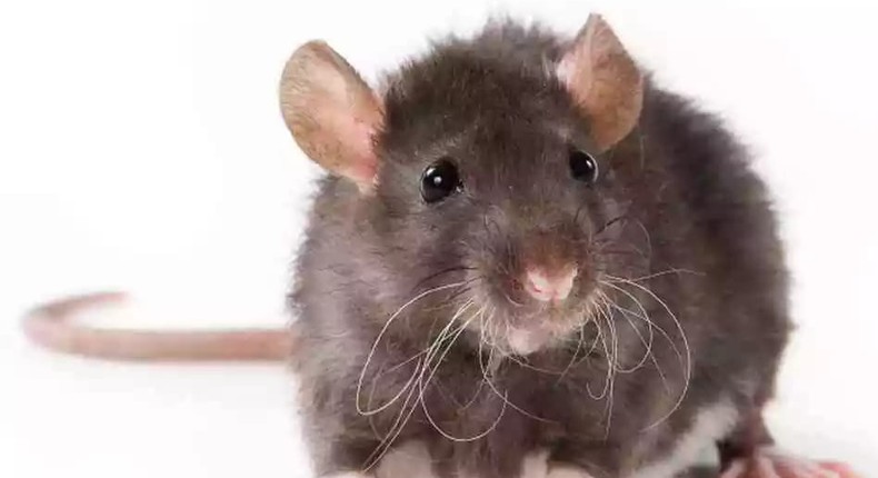 To prevent Lassa fever, avoid rats in your homes.