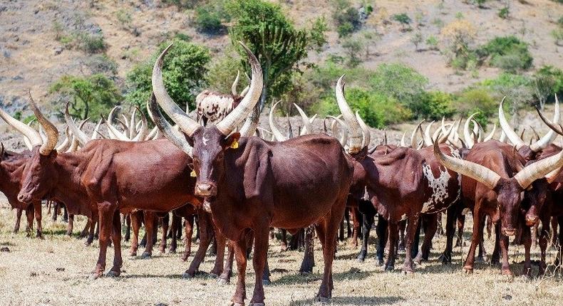 Uganda’s Minister for Agriculture, Animal Industry and Fisheries says the country will soon start issuing birth certificates to cows. (Ugandaletsgotravel)