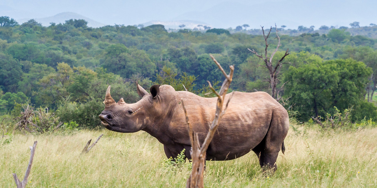 Akt oskarżenia w sprawie nielegalnego obrotu rogami nosorożca białego