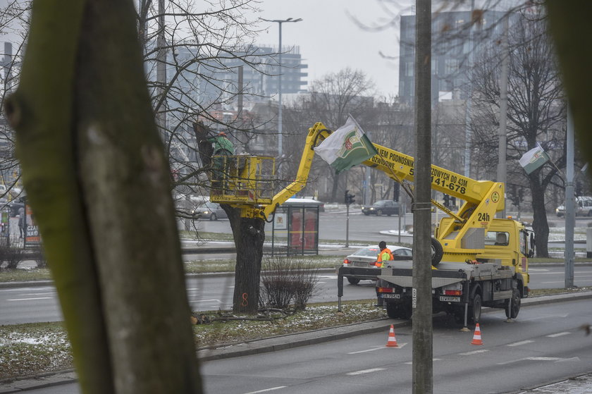 W Alei Lipowej w Gdańsku ruszyła wycinka 19 obumarłych drzew