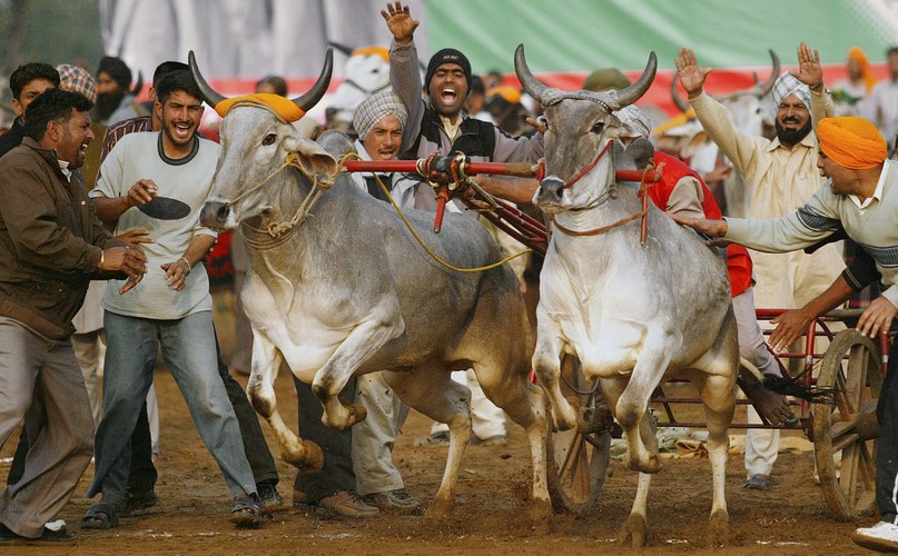 Wyścigi zaprzęgów ciągniętych przez woły wzbudzają wiele sportowych emocji